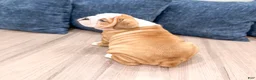 English Bulldog dogs for sale: Everest - Ad 5