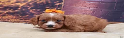 Mixed Breed dogs for sale: Annie - Ad 3