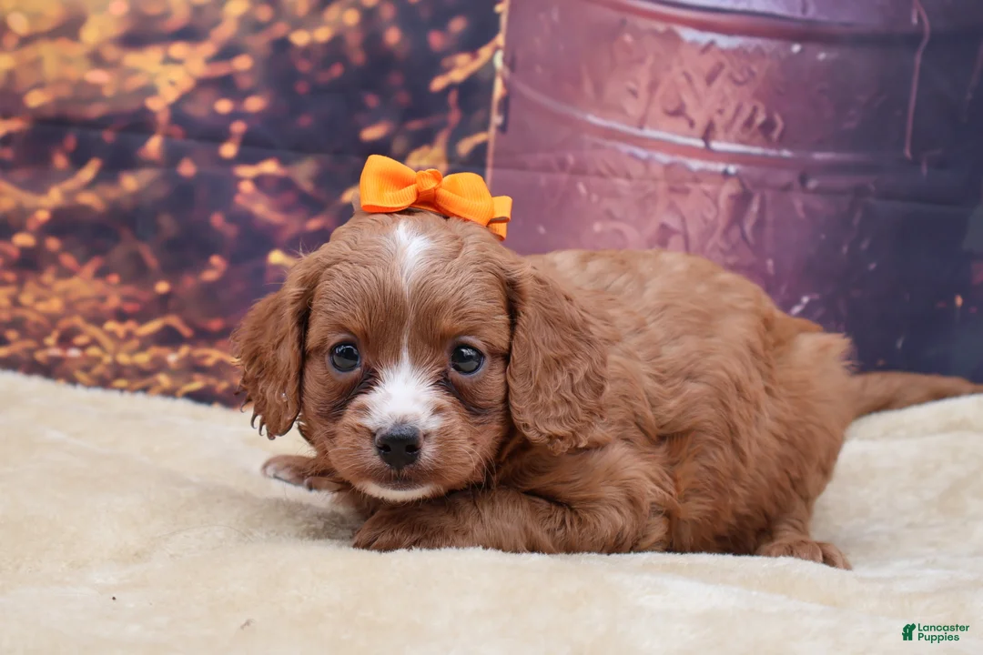 Mixed Breed dogs for sale: Annie - Ad 3