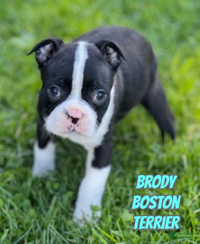 Boston Terrier dogs Brody - Ad 1