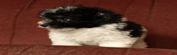Havapoo dogs for sale: Beauty - Ad 9