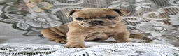 French Bulldog dogs for sale: Gingerbread - Ad 1