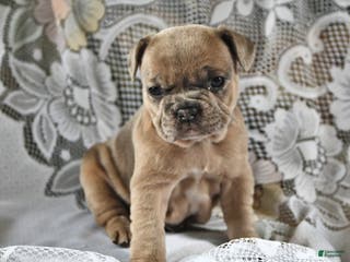 French Bulldog dogs Gingerbread - Ad 16