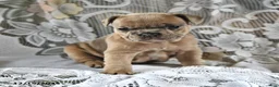 French Bulldog dogs for sale: Gingerbread - Ad 6