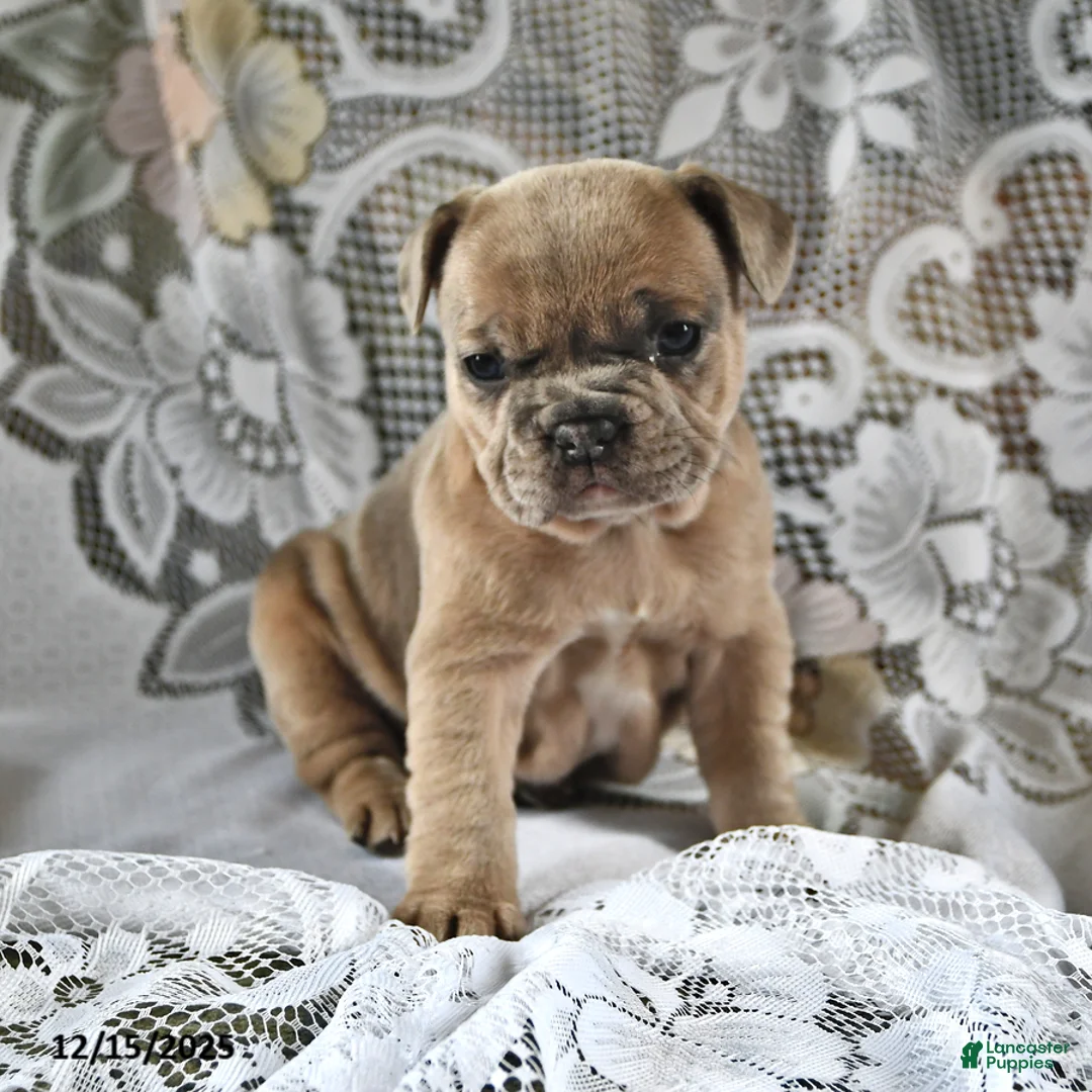 French Bulldog dogs for sale: Gingerbread - Ad 6