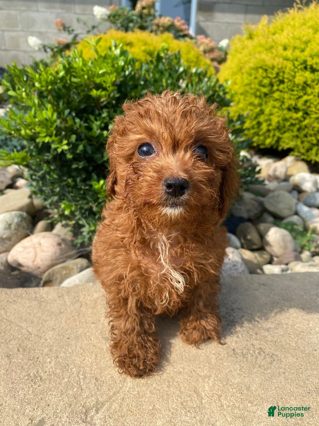 Cavapoo dogs for sale: Betty - Ad 1