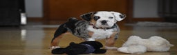 Mixed Breed dogs for sale: Cobalt - Ad 6