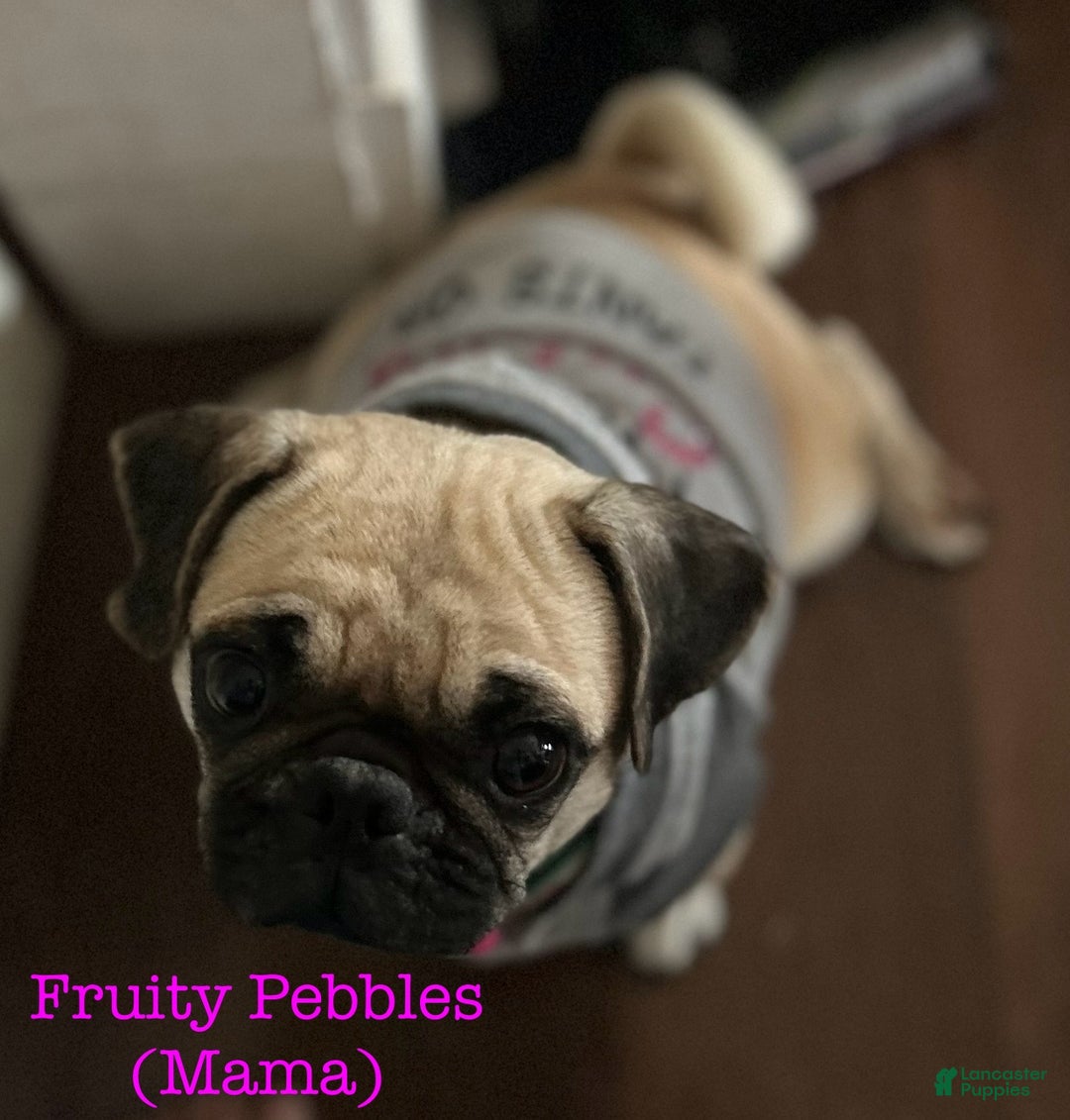 Pug dogs for sale: Barqs - Ad 6