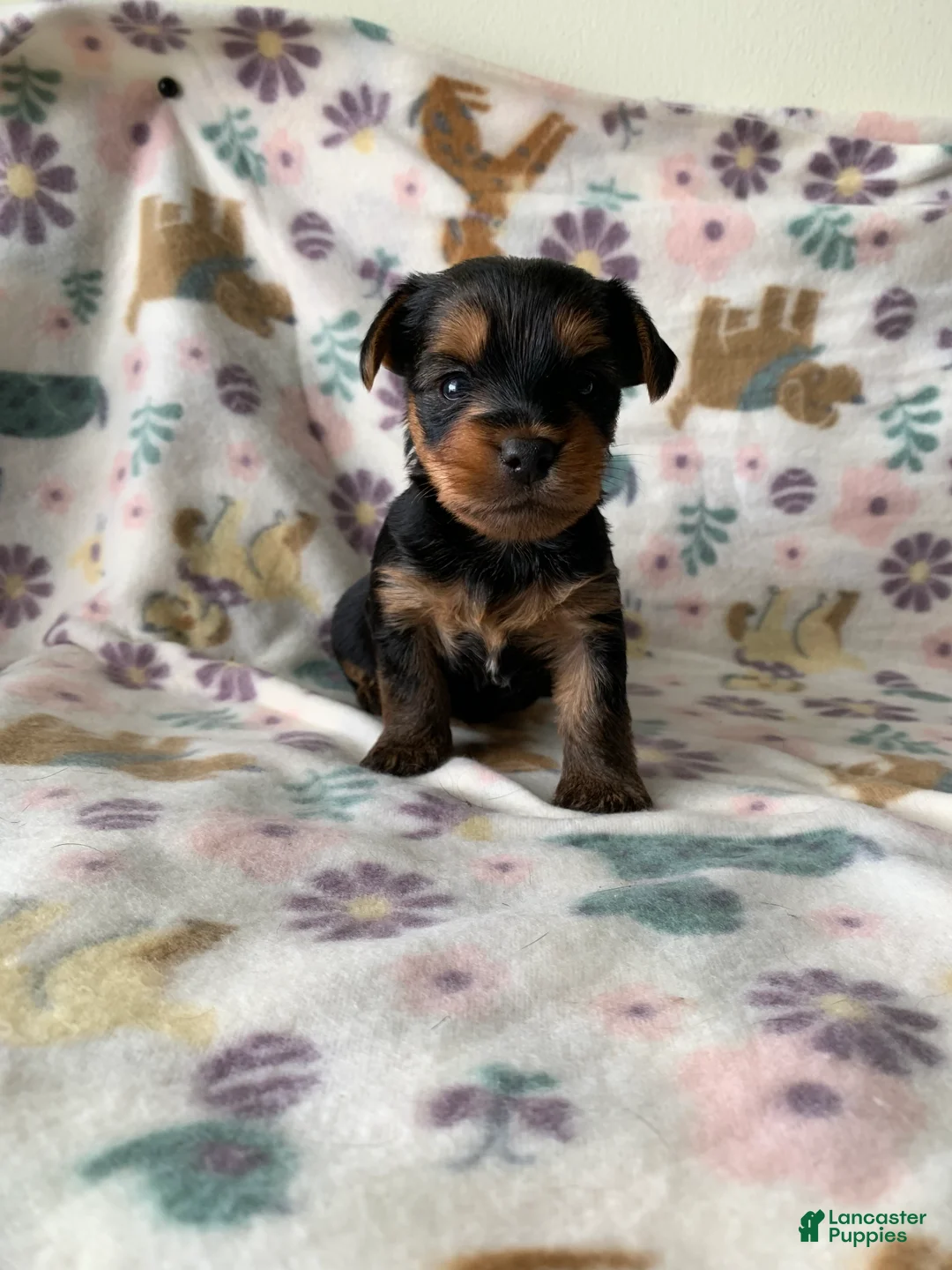 Yorkshire Terrier dogs for sale: Milo - Ad 2