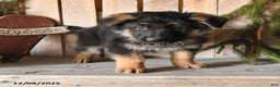 German Shepherd dogs for sale: Shad  - Ad 4