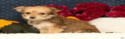 Yochon dogs for sale: Trinity - Ad 4