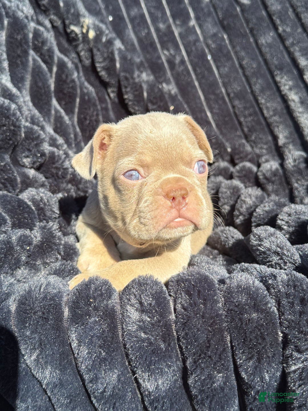 French Bulldog dogs for sale: French Bulldog Puppy 1 - Ad 12