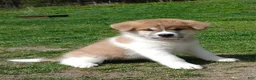 Akita dogs for sale: Rowan - Ad 4