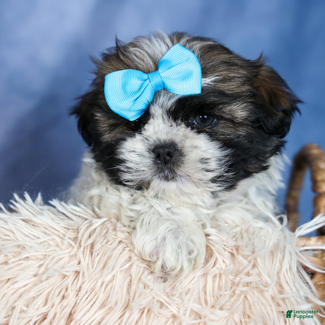 Shih Tzu dogs for sale: MOOSE - Ad 8