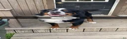 Bernese Mountain Dog dogs for stud: Winston - 7 ( STUD ) PICK OF THE LITTER - Ad 3