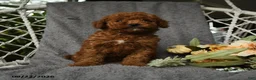 Goldendoodle dogs for sale: Harky - Ad 4