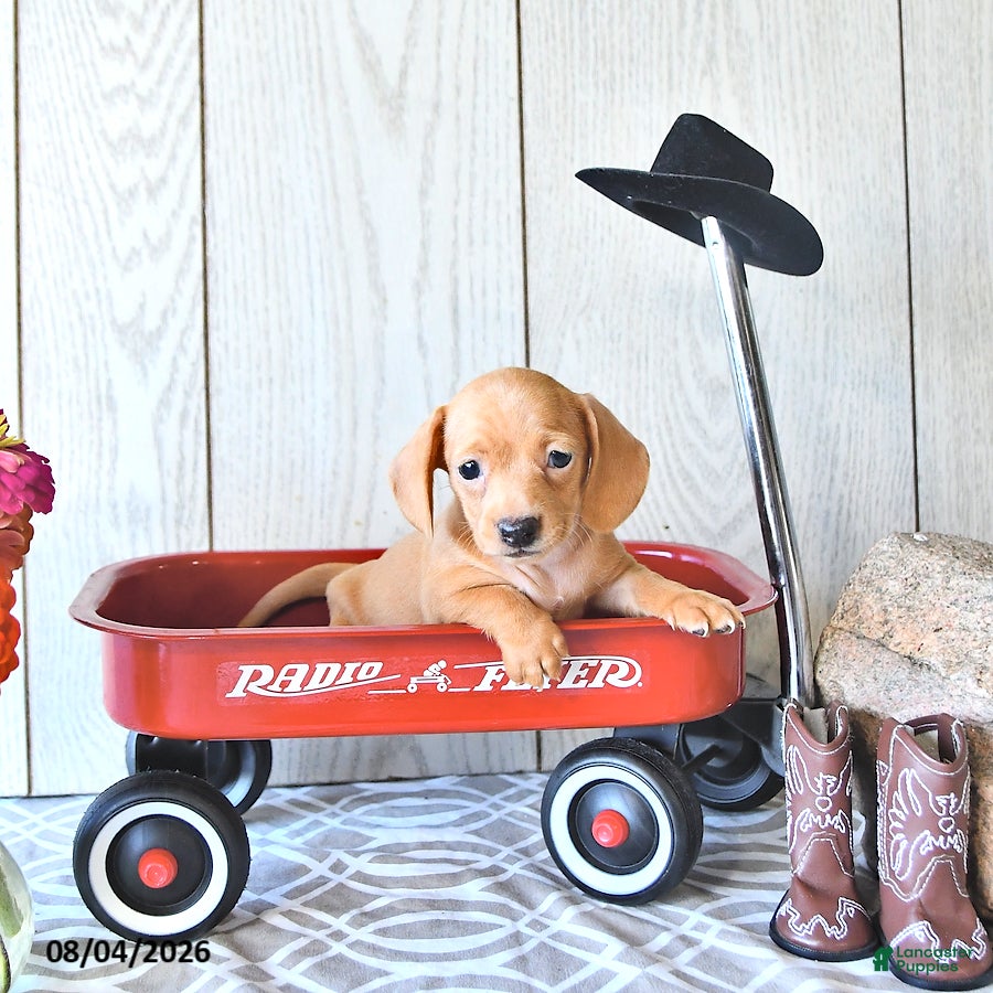 Miniature Dachshund dogs Renae - Ad 2