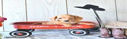 Miniature Dachshund dogs for sale: Renae - Ad 2