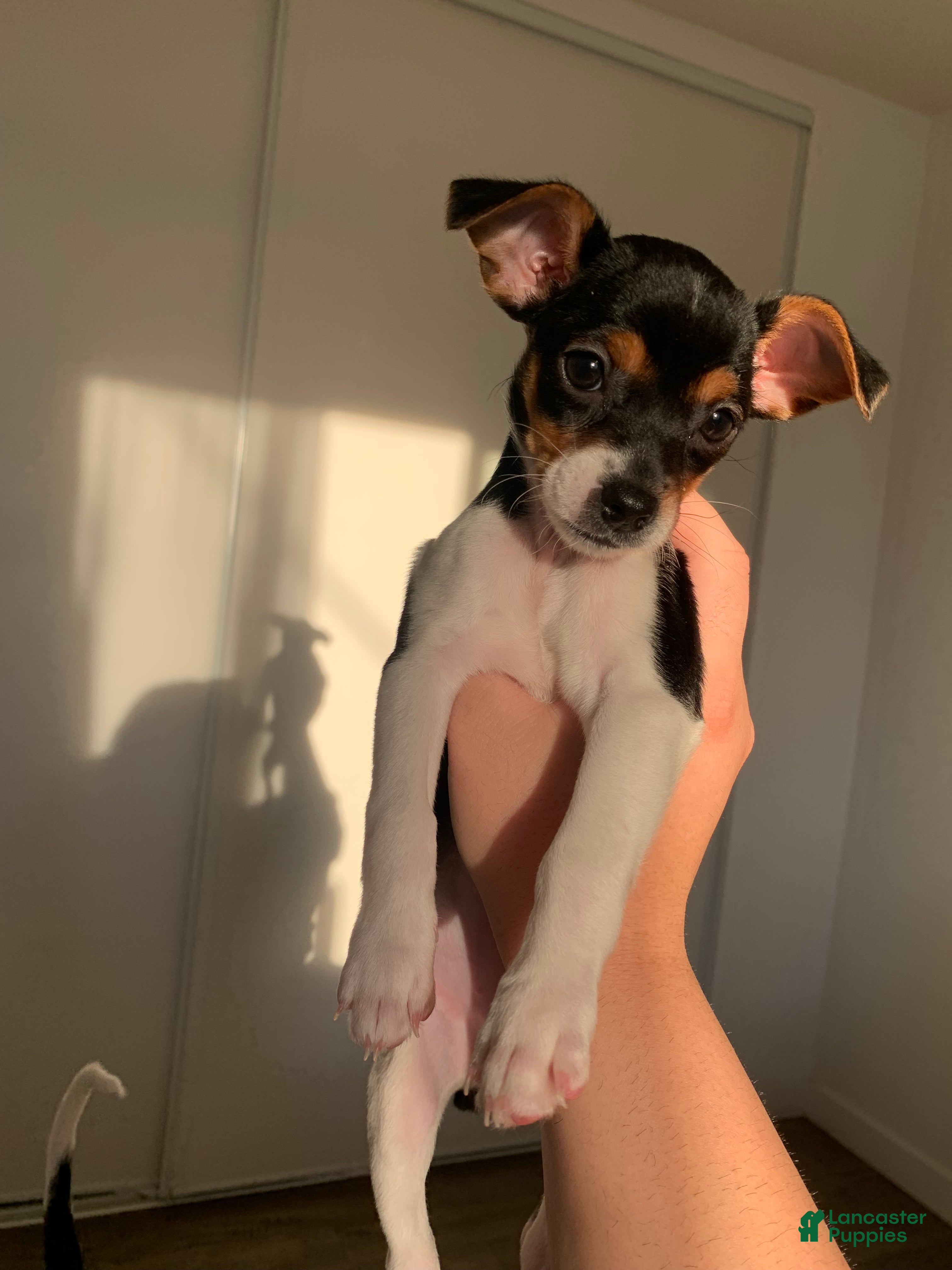 Mixed Breed dogs Marley - Ad 12