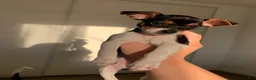 Mixed Breed dogs for sale: Marley - Ad 1