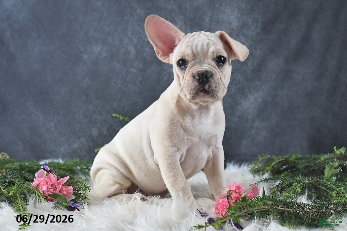 French Bulldog dogs Gina - Ad 2