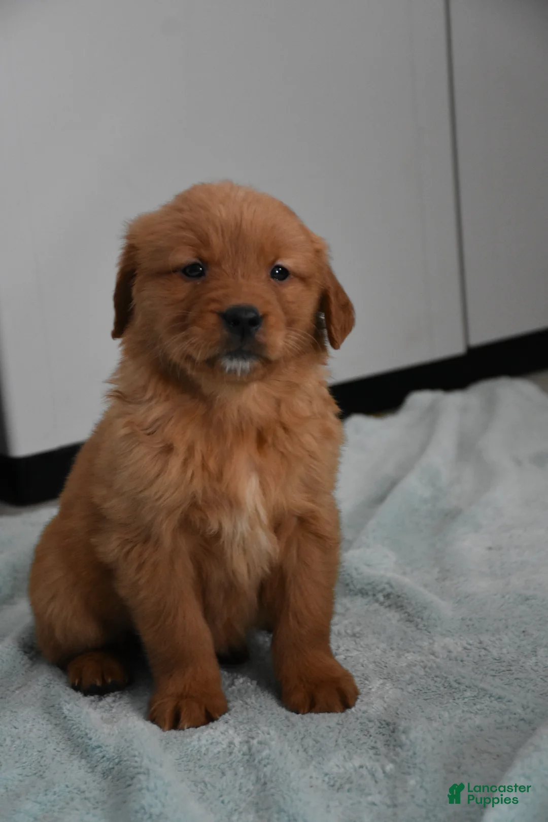 Golden Retriever dogs for sale: Sydney   Genetic/OFA - Ad 2