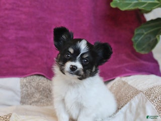 Papillon dogs Peanut - Ad 16
