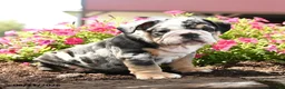 English Bulldog dogs for sale: Mervin - Ad 2