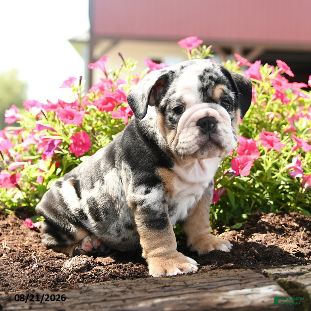 English Bulldog dogs for sale: Mervin - Ad 2