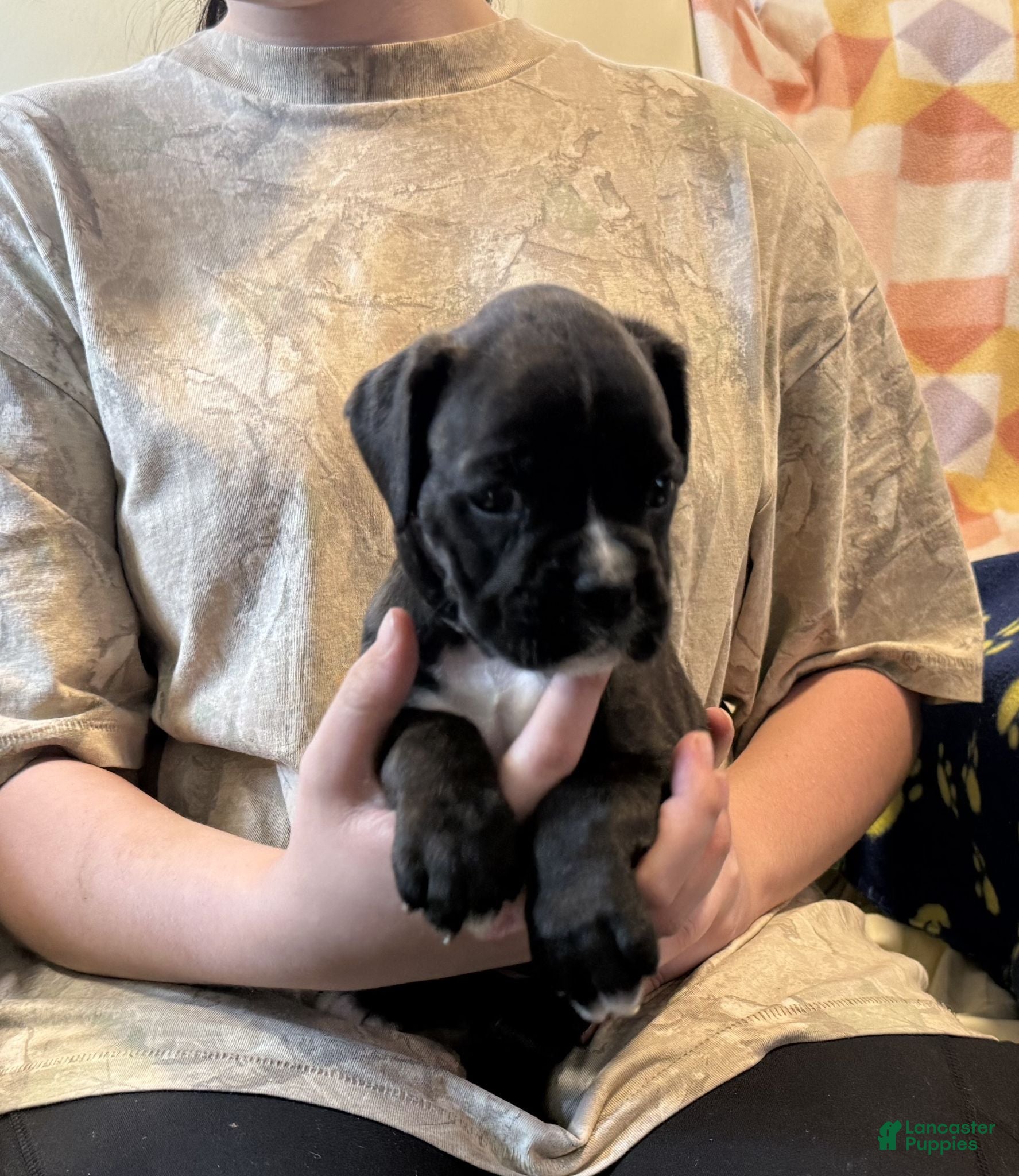 Boxer dogs Rebel - Ad 2