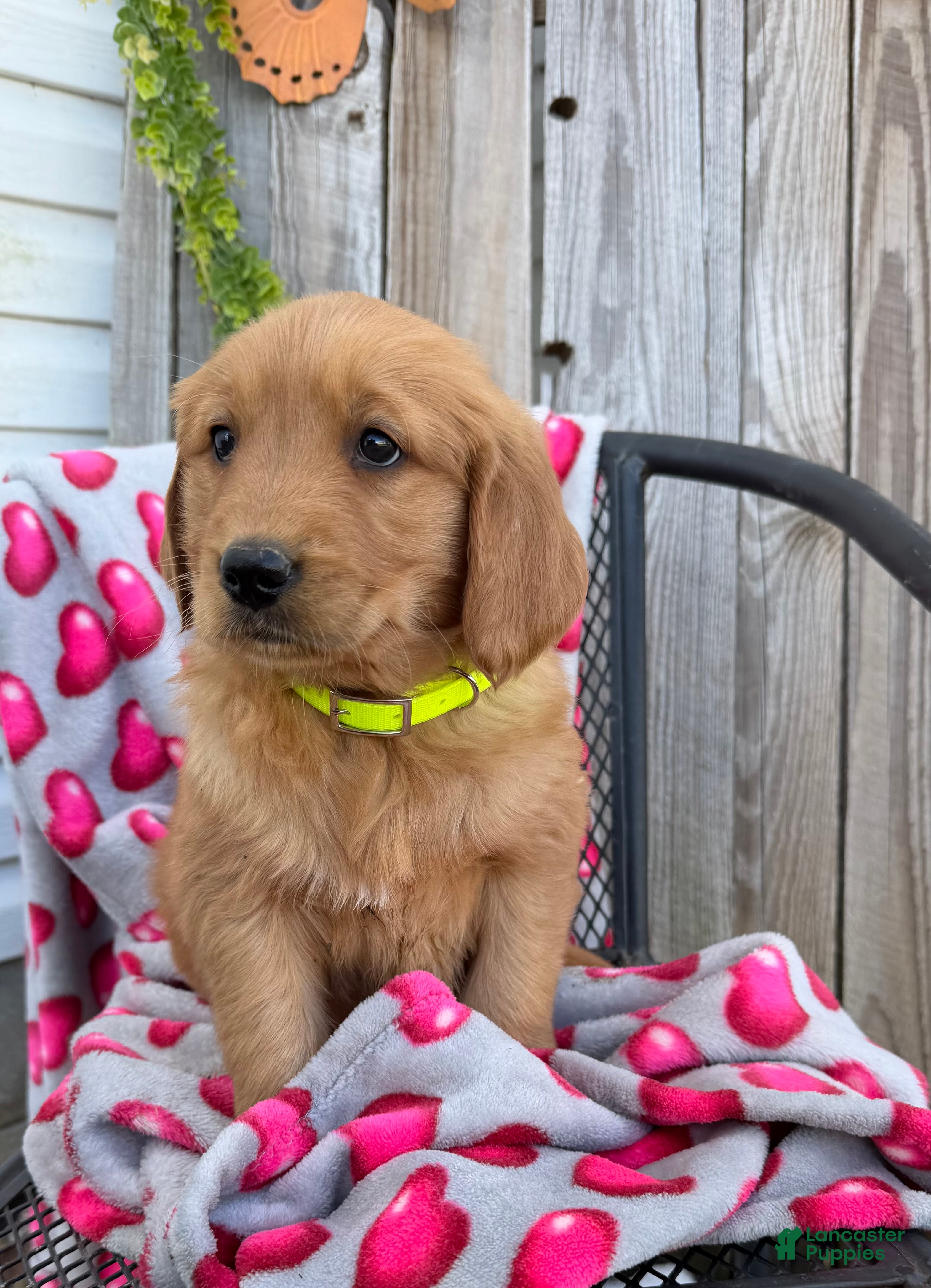 Golden Retriever dogs for sale: Abby - Ad 3