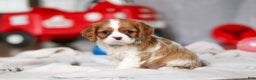 Cavalier King Charles Spaniel dogs for sale: Ace - Ad 5