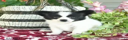 Papillon dogs for sale: Oscar  - Ad 3