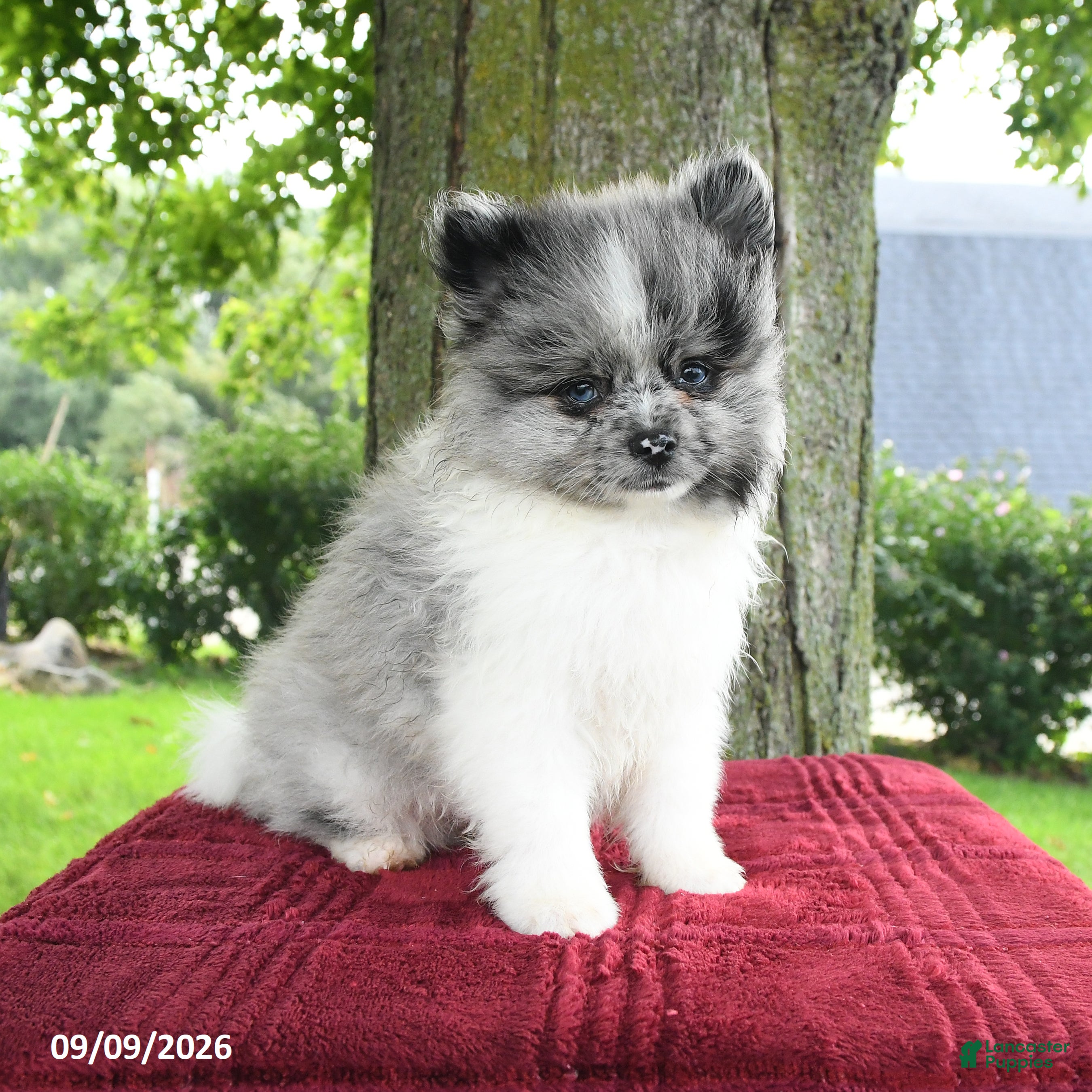 Pomeranian dogs Samson - Ad 2