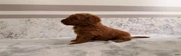 Mini Goldendoodle dogs for sale: Candy - Ad 2
