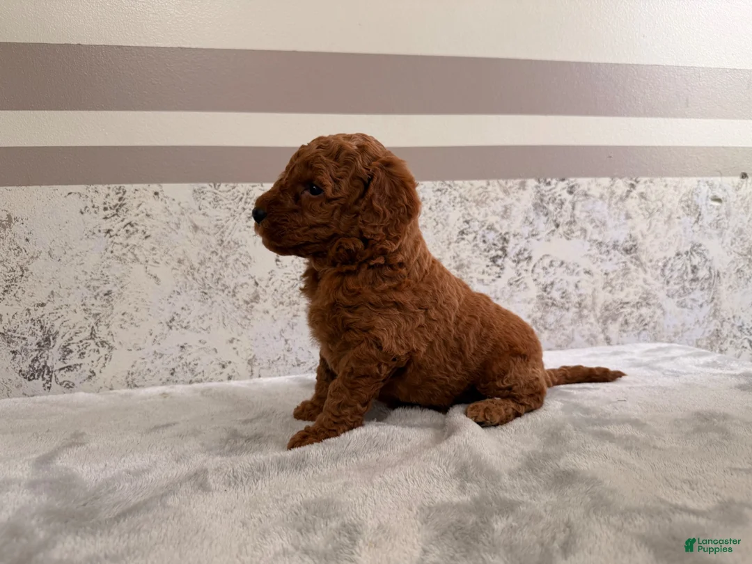 Mini Goldendoodle dogs for sale: Candy - Ad 2