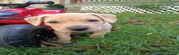 Mixed Breed dogs for sale: Blacknose Male 1 - Ad 7