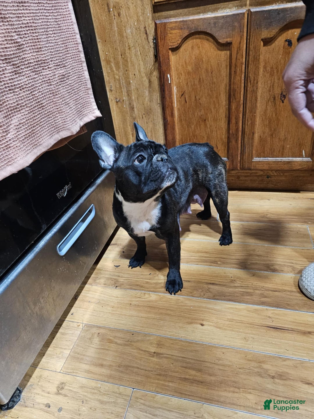 French Bulldog dogs for sale: Tank - Ad 6