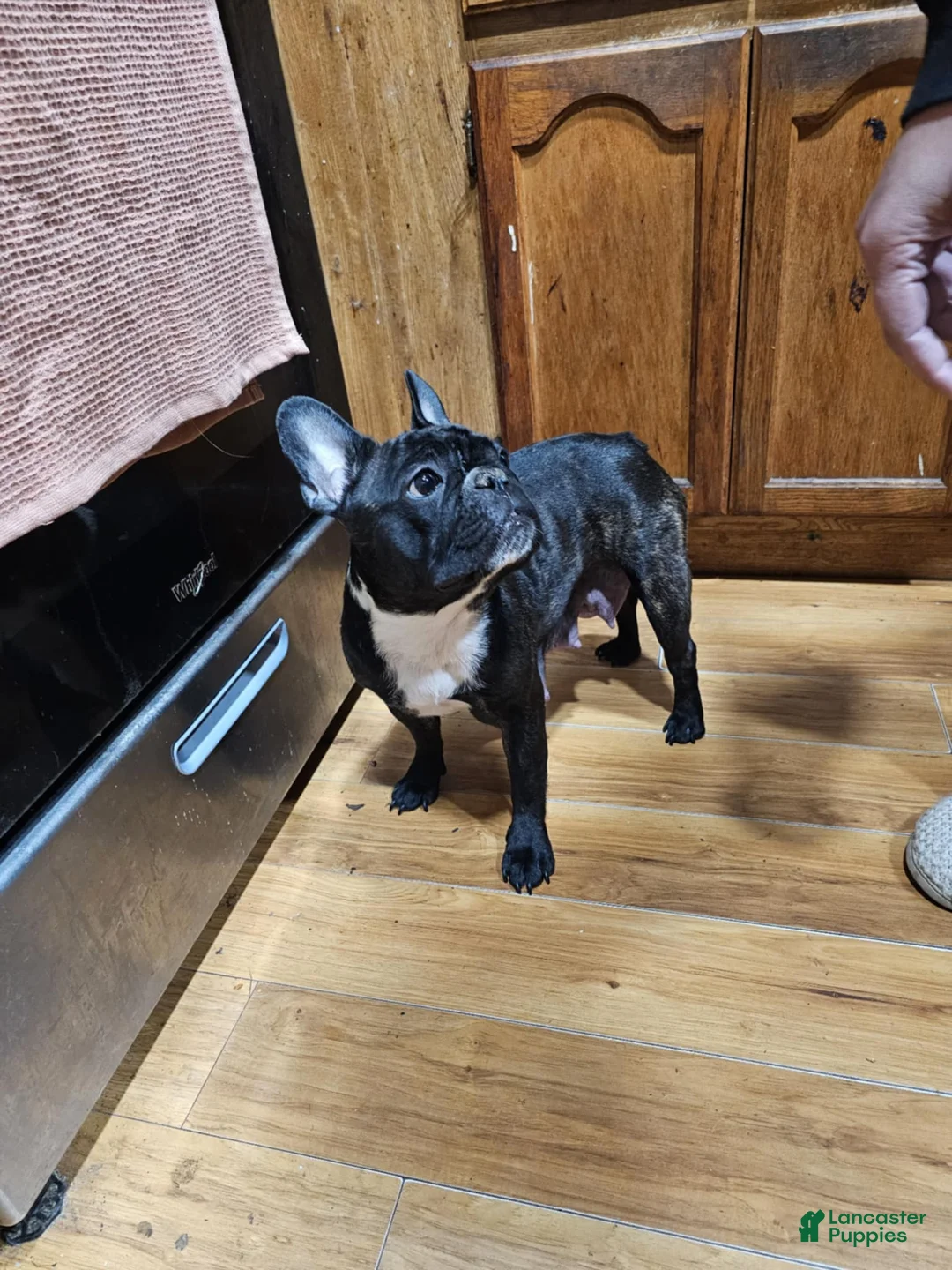 French Bulldog dogs for sale: Bear - Ad 6