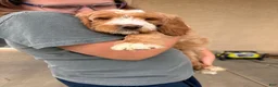 Goldendoodle dogs for sale: Goldendoodle Male - Ad 6