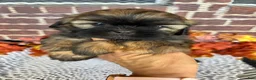 Shih Tzu dogs for sale: Shih Tzu 1 - Ad 4