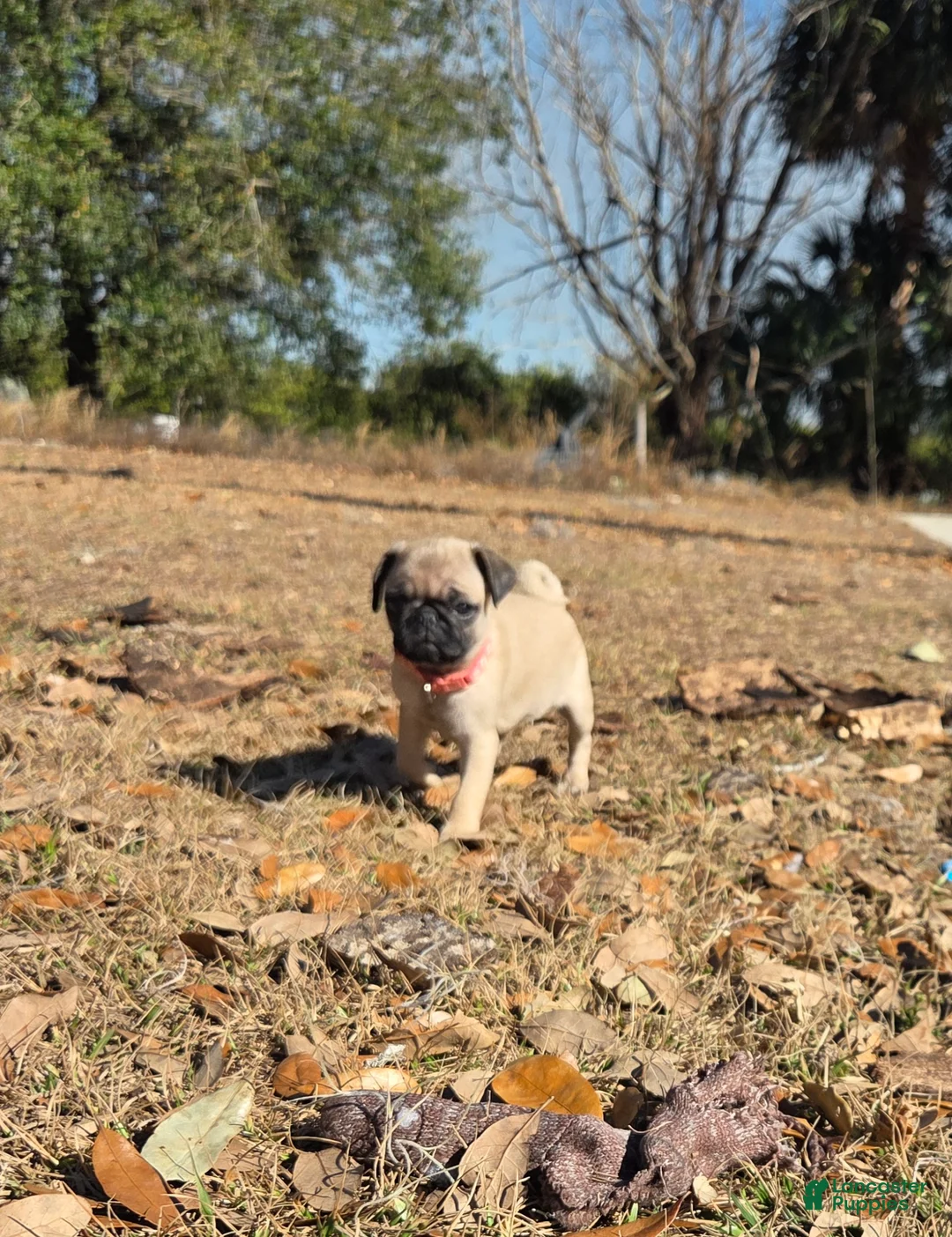Pug dogs for sale: Baby Peaches  - Ad 7