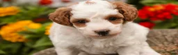 Miniature Poodle dogs for sale: Zephyr - Ad 10