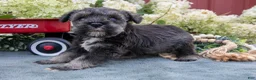 Miniature Schnauzer dogs for sale: Shawn - Ad 3