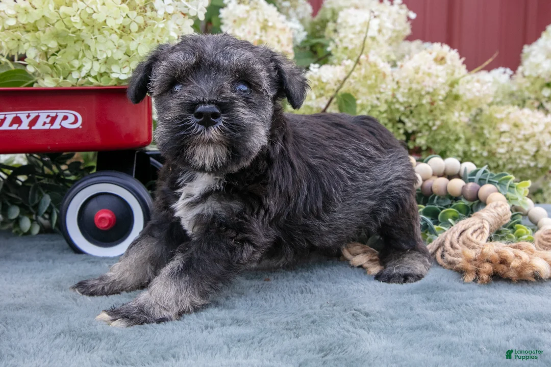 Miniature Schnauzer dogs for sale: Shawn - Ad 3