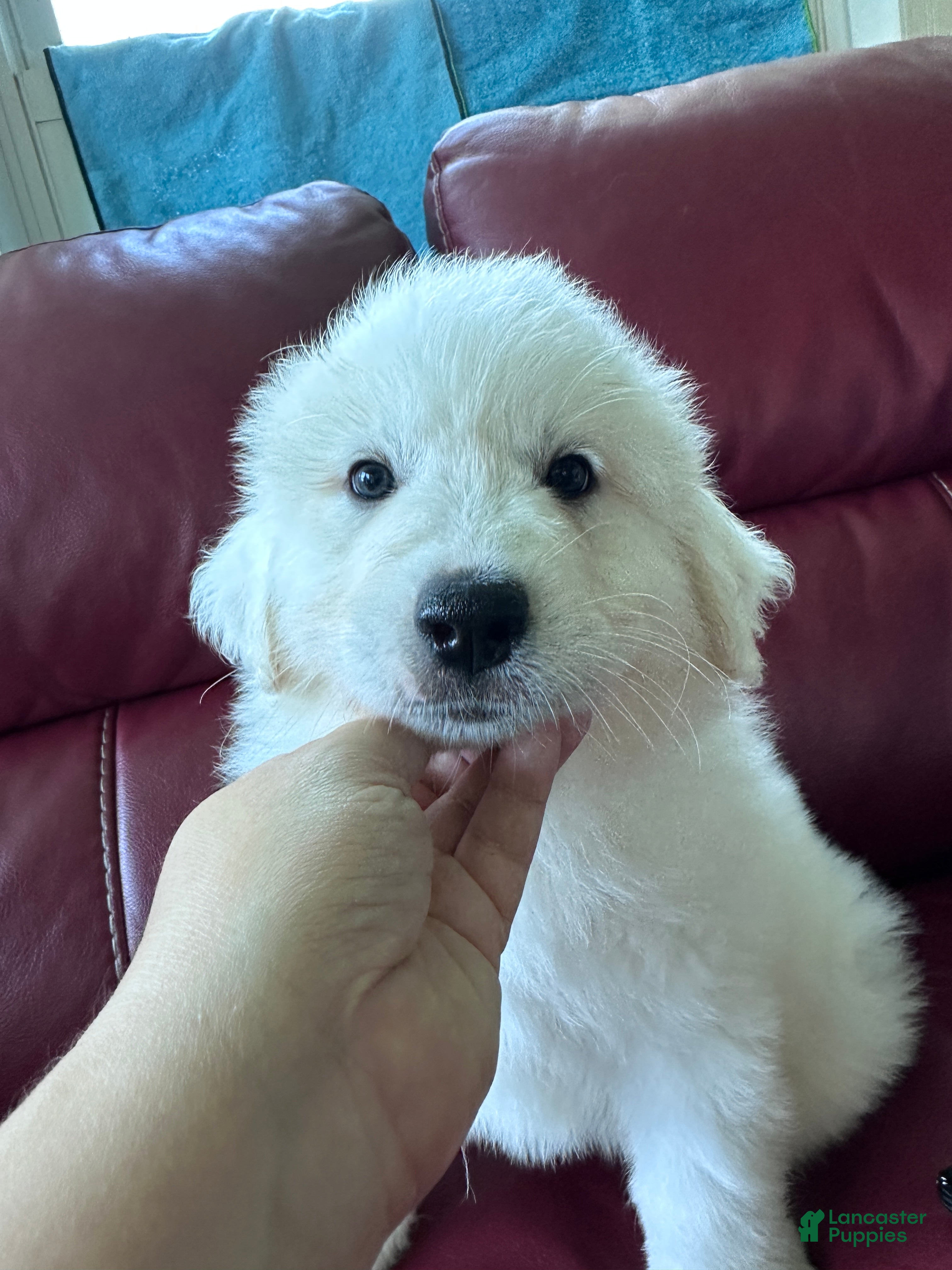 Great Pyrenees dogs for sale: AKC Sage - Ad 3
