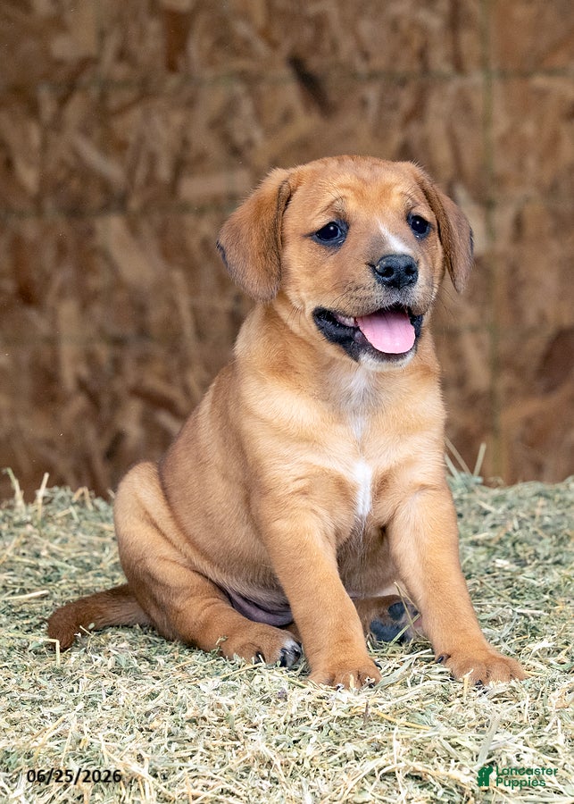 Mixed Breed dogs Bailey - Ad 1