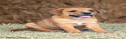 Mixed Breed dogs for sale: Bailey - Ad 1