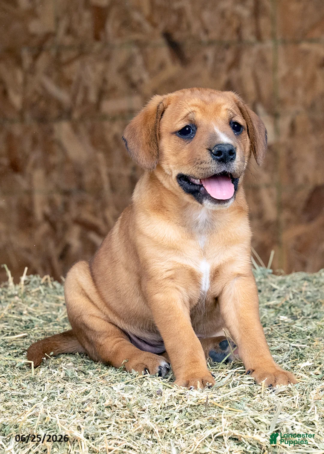 Mixed Breed dogs for sale: Bailey - Ad 1