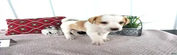 Chorkie dogs for sale: Chorkie 2 Carmel - Ad 2